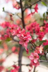 Spring red stem begonia flowers