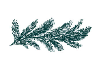 A fir branch on a white background hand drawn © Olesya