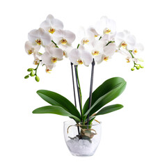 Obraz premium Beautiful white orchids in clear vase with green leaves, showcasing elegance and tranquility. Perfect for home decor or as gift