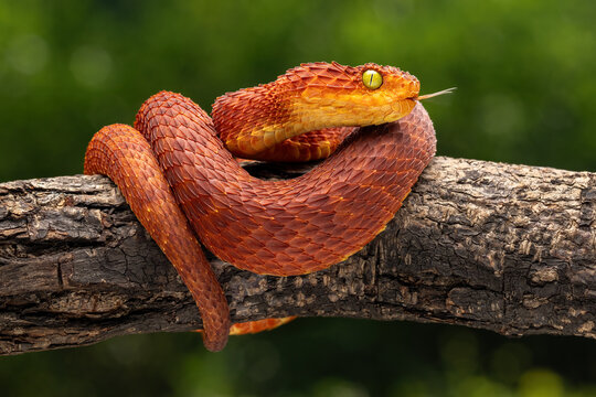 Red Bush Viper (Atheris squamigera) is a venomous viper. The species is endemic to west and central Africa.
