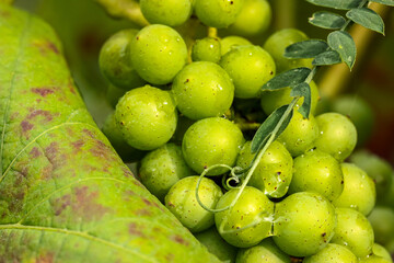 grappe de raisins