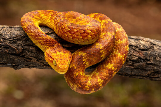 Orange Bush Viper (Atheris squamigera) is a poisonous African viper.