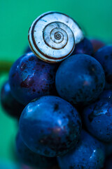 escargot hélicelle plane et raisins rouges