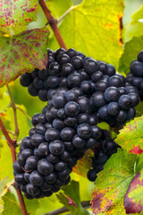 belle grappe de raisin rouge