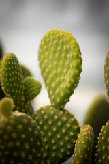 Succulent Cactus nopal close up 