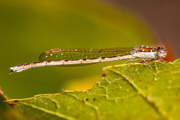 portrait d'une libellule © Patrick
