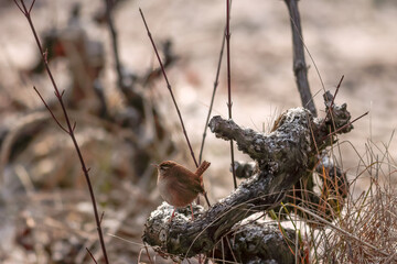 troglodyte mignon posé sur un sarment de vigne en hiver