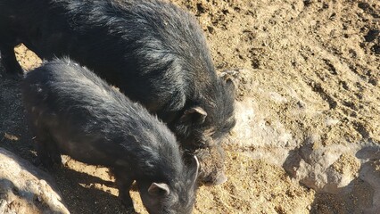 wild boar pig