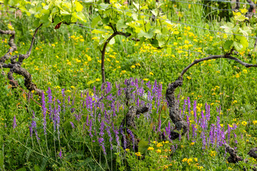 ceps de vigne et fleurs