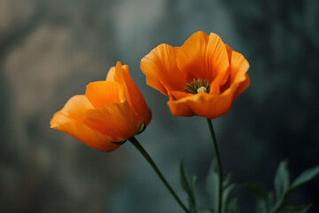 Obraz premium two orange flowers are in a vase