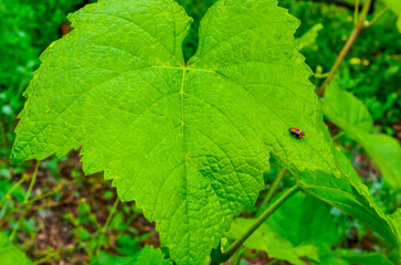  larve de coccinelle et feuille de vigne