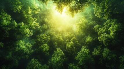 Obraz premium Lush green forest viewed from below, with sunlight filtering through the treetops.