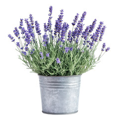 Fototapeta premium Lavender plant in metal pot, showcasing vibrant purple flowers and lush green foliage, perfect for home decor or gardening enthusiasts