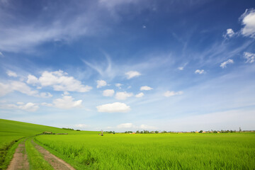 Fototapeta premium A dirt road in a green field with blue sky. A field of clouds and grass in the sky. Green field with blue sky and nature on the road. Green field with green grass and clouds on the lifestyle road.