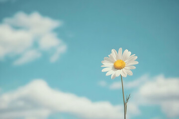 a single white flower with a yellow center against a blue sky
