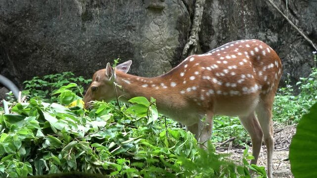 A sika deer is munching on the treats provided by its keeper