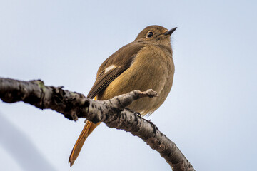 枝にとまるジョウビタキのメス、枝にとまるジョビコ