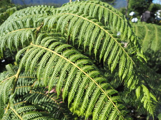 Sri Lanka, mountain, country side, asian, Nature, landscape, up country, Horton Plains National Park, park
