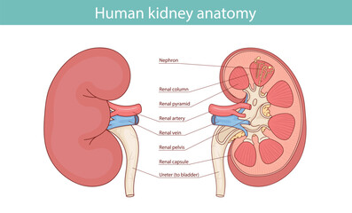 Diagram showing human kidney anatomy illustration