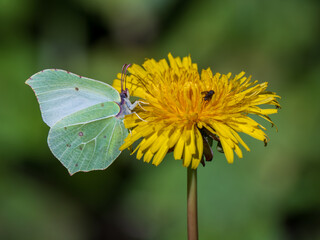 Brimstone Butterfly Feeding on a Dandelion