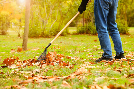 Man gathering fallen leaves with fan rake outdoors, closeup
