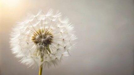 A delicate dandelion seed head, with its silky white parachutes, is poised for flight, illuminated by soft, golden light.