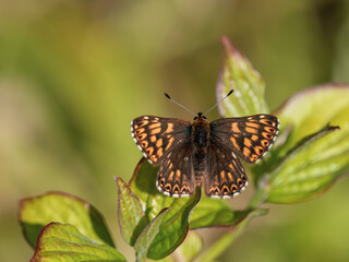 Glanville Fritillary Resting on Bramble