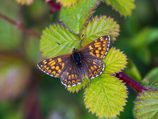 Glanville Fritillary Resting on Bramble