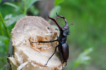 bug, summer,