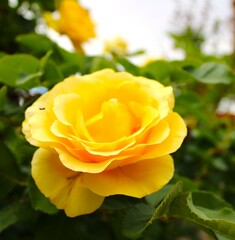 yellow rose flower