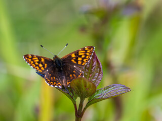 Glanville Fritillary Resting on Bramble