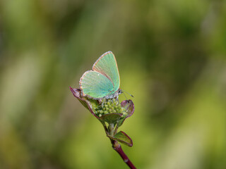 Green Hairstreak Egg Laying  on Dogwood Flower Head