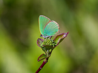 Green Hairstreak Egg Laying  on Dogwood Flower Head