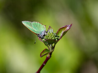 Green Hairstreak Egg Laying  on Dogwood Flower Head