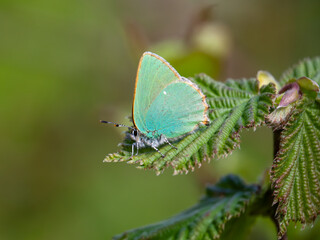 Green Hairstreak Egg Laying  on Dogwood Flower Head