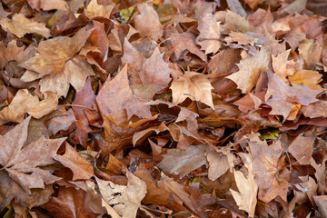 Fallen Leaves Texture: Autumn Nature Background with Colorful Foliage
