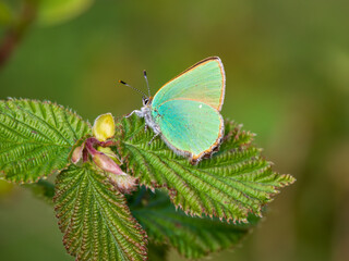 Green Hairstreak Egg Laying  on Dogwood Flower Head