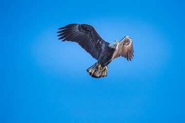 American Bald eagle Flies High with a Fish