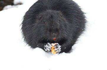 Nutria is black in winter in search of food.