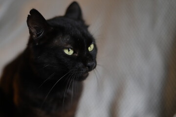 Black cat. Playful cat with green eyes. Black cat looks like a panther, with a piercing look.