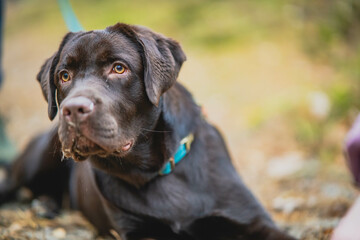 Young Labrador, 10 months old. Brown cute dog.