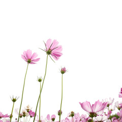 Delicate pink cosmos flower with on isolated background