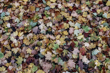 A vibrant layer of colorful autumn leaves in shades of yellow, green, orange, and brown, covering the ground and creating a natural, textured pattern that embodies the essence of fall.