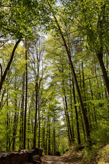 Scenic Forest Path in Odenwald, Germany with Tall Green Trees