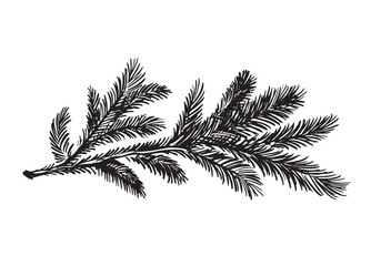  A black fir branch on a white background hand drawn