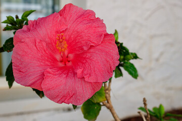 Close-Up of Pink Hibiscus Flower on Fuerteventura, Canary Islands