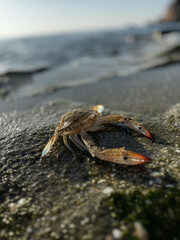 crab close up on sea beach