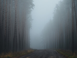 A foggy road in a tall pine forest