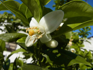 Limone