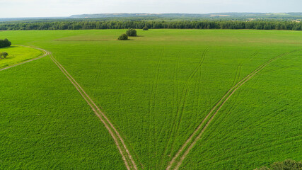 Field of green grass with a dirt road running through it